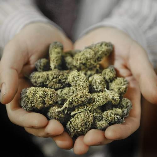 Ont. acknowledges dilemma over medicinal marijuana use. - image
