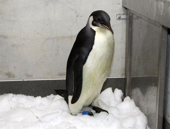 Emperor penguin