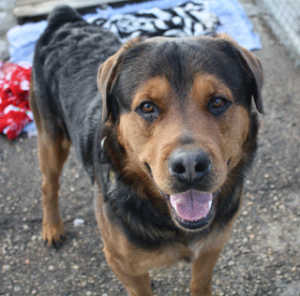 What to do when finding a pet in an unattended vehicle - image