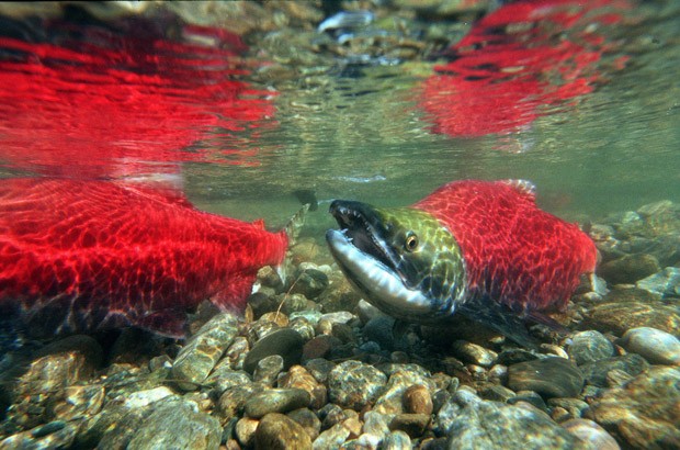Review clears B.C. animal testing lab of potential conflicts around fish farms - image