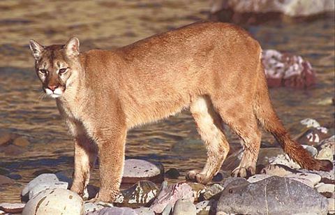 A cougar in its natural habitat.