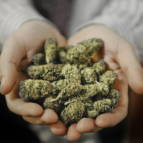 More people using pot as substitute for pills and booze - image