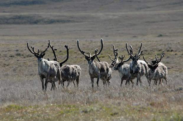 Thousands of oil and gas wells have been drilledon critical caribou habitat.
