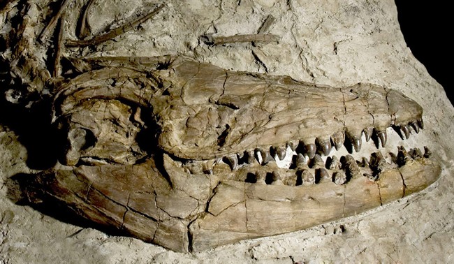 The nearly complete remains of two extinct giant marine predators, found on what was once the bottom of a southern Alberta inland sea, are filling in the evolutionary blanks for researchers at the Royal Tyrrell Museum of Palaeontology. The skull of Prognathodon, a particularly large-headed mosasaur, is shown in a handout photo. THE CANADIAN PRESS/HO- Royal Tyrrell Museum.