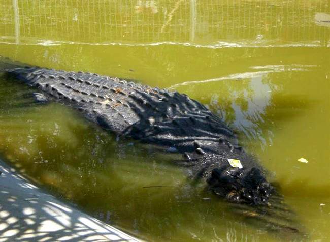 A saltwater crocodile swims in a shallow pond inside its temporary cage at the remote village of Consuelo, in Bunawan township, Agusan Del Sur province in southern Philippines, Tuesday, Sept. 6, 2011. The 6.1-meter (20-foot) saltwater crocodile, now named "Lolong," was captured last Saturday by villagers and veteran hunters in the creeks of the remote region. The crocodile, weighing 1,075 kilograms (2,370 pounds), was the biggest to be caught alive in the Philippines in recent years. Wildlife officials were trying to confirm whether it was the largest such catch in the world, said Theresa Mundita Lim of the government's Protected Areas and Wildlife Bureau. (AP Photo).