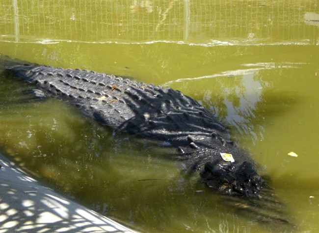 A saltwater crocodile swims in a shallow pond inside its temporary cage at the remote village of Consuelo, in Bunawan township, Agusan Del Sur province in southern Philippines, Tuesday, Sept. 6, 2011. The 6.1-meter (20-foot) saltwater crocodile, now named "Lolong," was captured last Saturday by villagers and veteran hunters in the creeks of the remote region. The crocodile, weighing 1,075 kilograms (2,370 pounds), was the biggest to be caught alive in the Philippines in recent years. Wildlife officials were trying to confirm whether it was the largest such catch in the world, said Theresa Mundita Lim of the government's Protected Areas and Wildlife Bureau. (AP Photo).