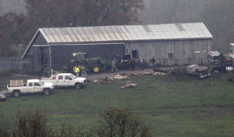 Big-game hunt: Lions and tigers shot to death in Ohio after owner frees them, kills himself - image