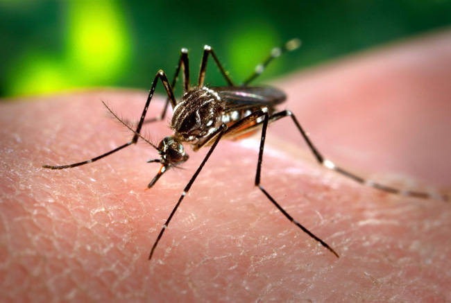 A closeup of a mosquito. Health officials in Hamilton say they have officially confirmed their first West Nile virus infection in a human for 2023.