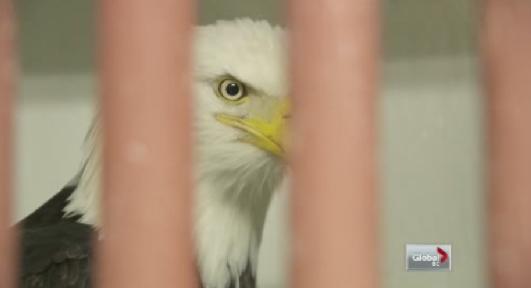 Rescued eagle returned into the wild - image