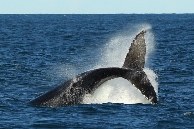 A fish farming company is reporting that a humpback whale was found dead this week.