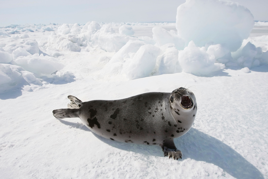 Seal hunt
