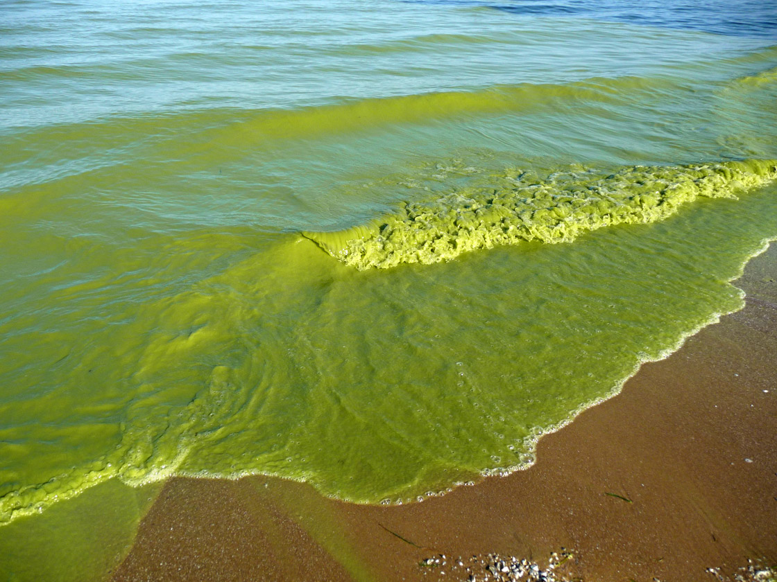 According to the SMDHU, laboratory tests conducted by the Ministry of Environment, Conservation and Parks has determined the presence of blue-green algae at Boyd Bay.