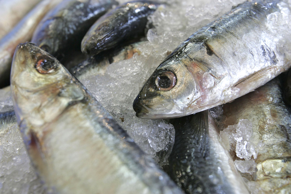 Fish market trade