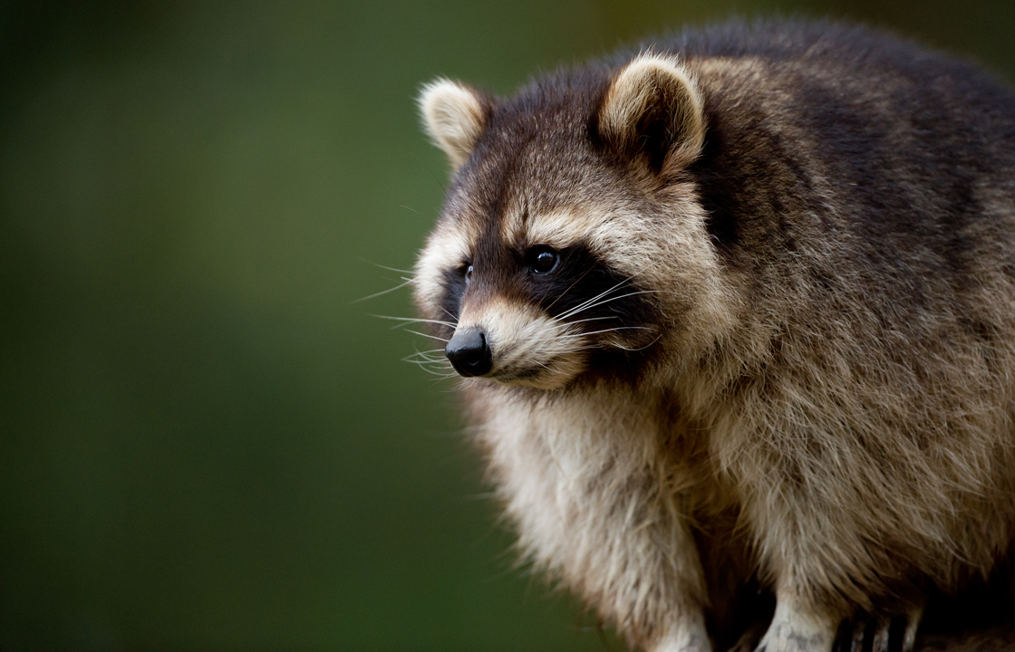 Raccoon