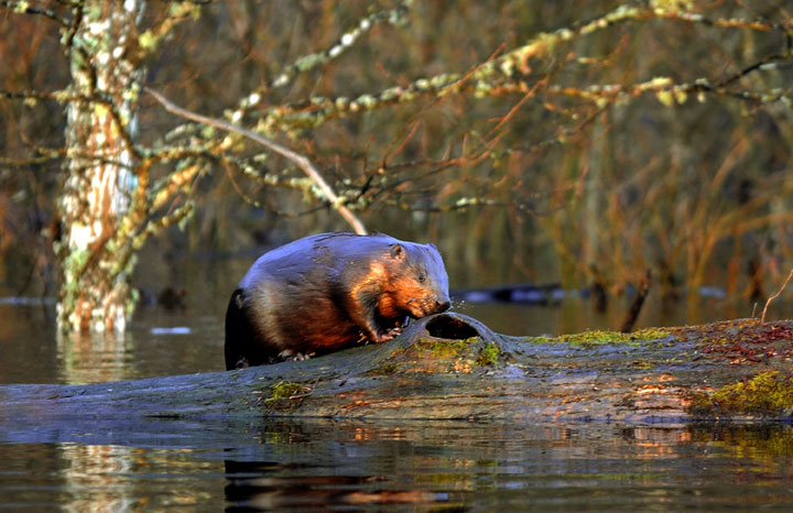 An orphaned baby beaver has been moved from Manitoba to an Ontario rehabilitation sanctuary.
