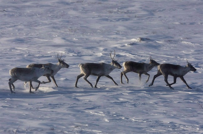 Caribou roam the tundra in the Nunavut on March 25, 2009. Some studies have linked the territory’s high suicide rate with government disruption of traditional Inuit lifestyles decades ago.