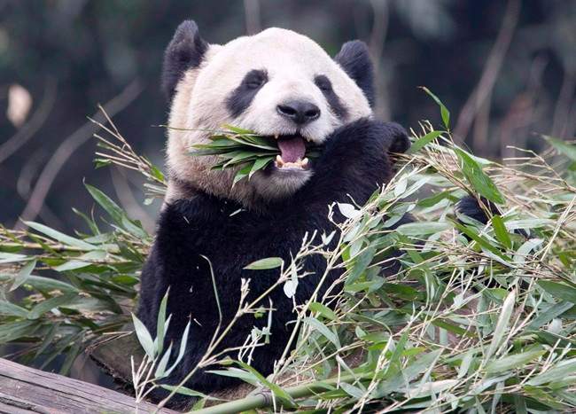 Female panda Er Shun is seen in this file photo.