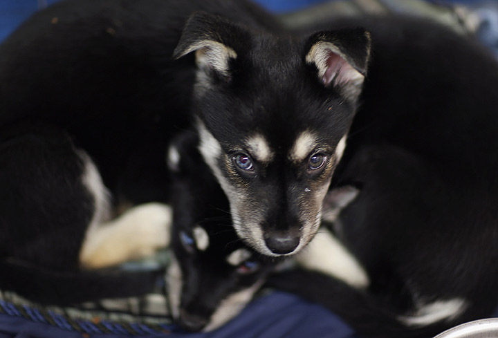 Gallery: Animals displaced from Oklahoma tornadoes rescued - image