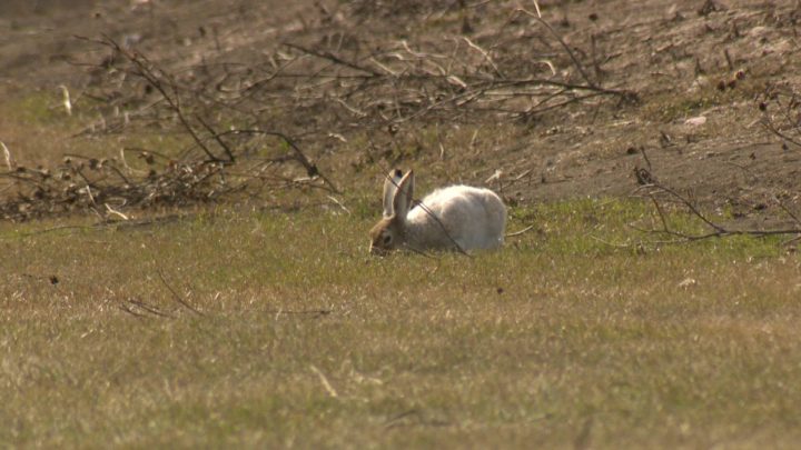 The City of Saskatoon is reminding people to take precautions to prevent the spread of West Nile virus and other animal-borne infectious diseases.