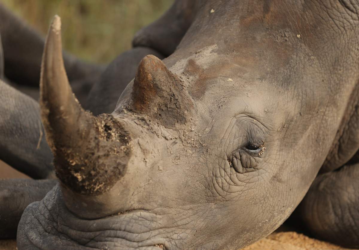 A rhinoceros was chased back into the forest after it terrorized residents in Hetauda, a city of about 135,000 people in Nepal.