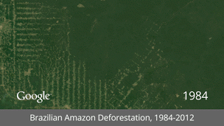 rainforest-google