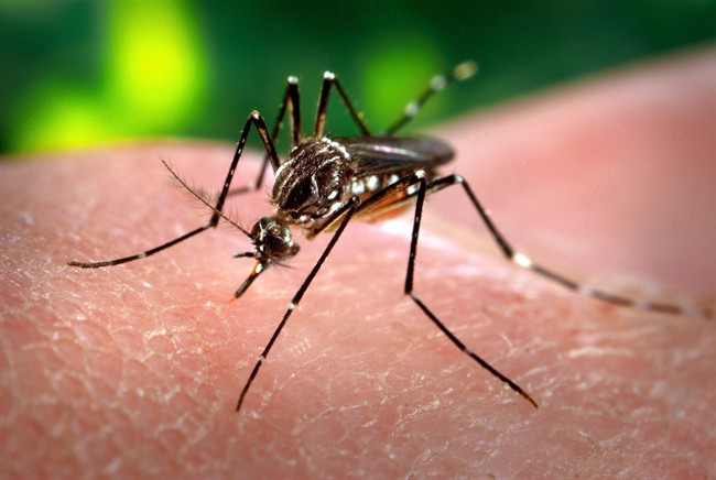 Official mosquito counts will be released Tuesday by the City of Saskatoon but numbers are expected to be within the normal range because of dry conditions.