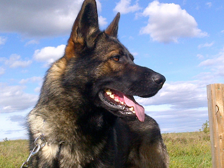 Suspect charged after fight with Prince Albert police dog, Jagger, called in after a short vehicle pursuit.