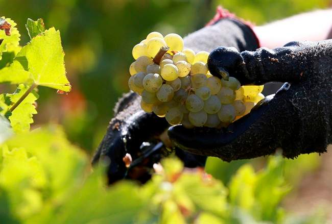 A team of archaeologists used Scrapings from the bottoms of 2,500-year-old pottery
containers have shed new light on the origins of French winemaking.
