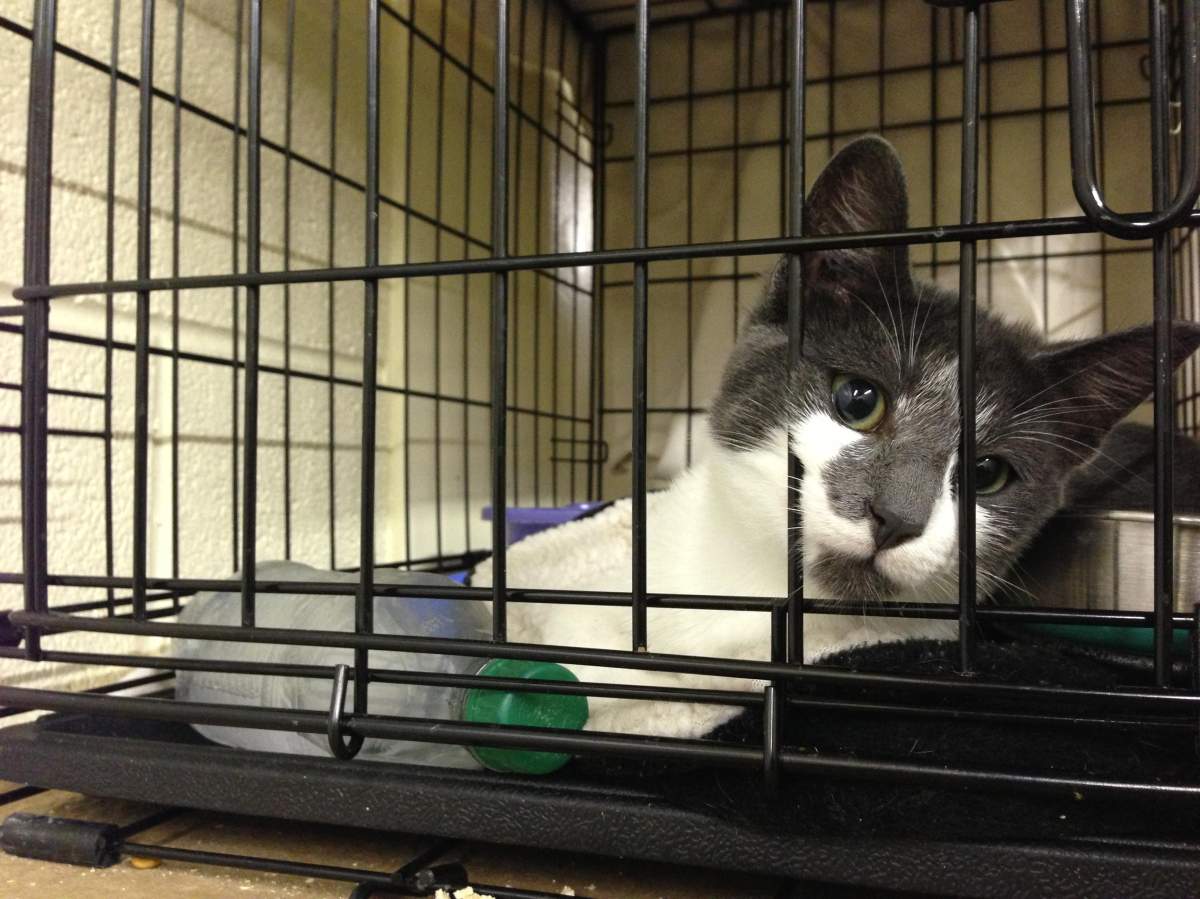 A cat relaxes at the Craig Street Cats shelter in this file photo.