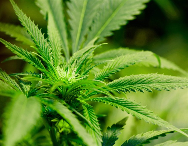 marijuana plant