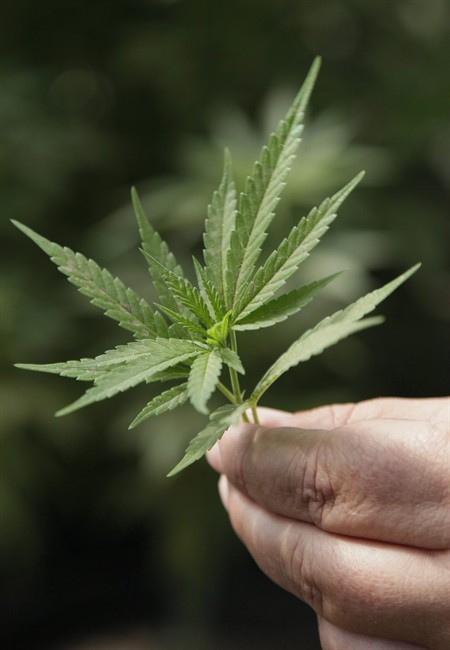 A Saskatoon company has been granted the first two licences to produce and distribute medical marijuana under new Health Canada pot rules.