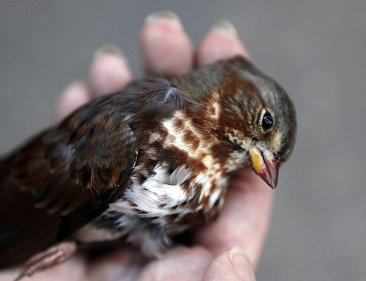A dead bird after it flew into an office building. City lighting has dire consequences for wildlife. (Photo by Michael Tercha/Chicago Tribune/MCT via Getty Images.)