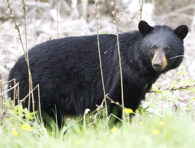File - A black bear is pictured in a May 27, 2012 photo. 