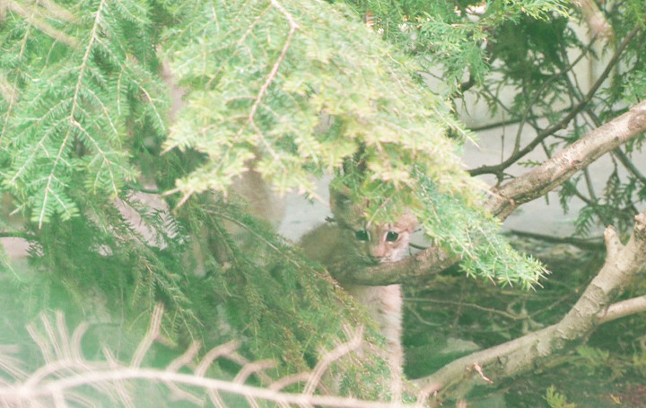 Montreal lynx