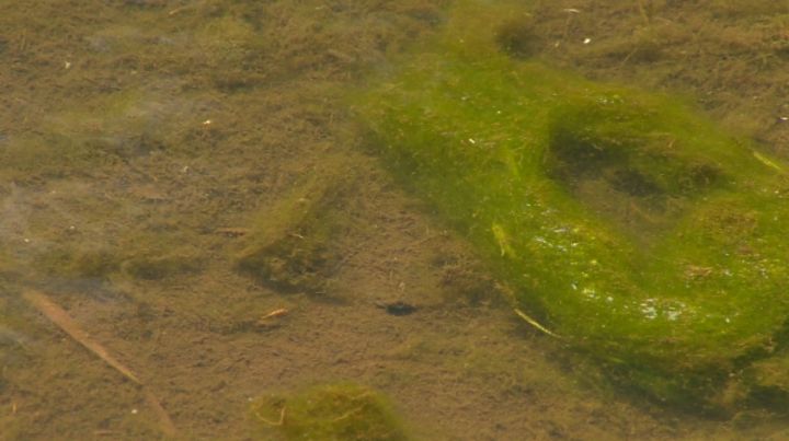Blue green algae