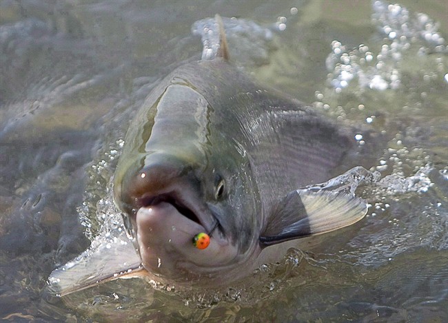 FILE PHOTO: A sockeye salmon is reeled in by a fisherman along the shores of the Fraser River near Chilliwack, B.C.