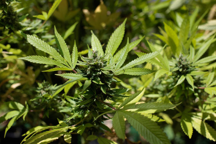 Marijuana plant.