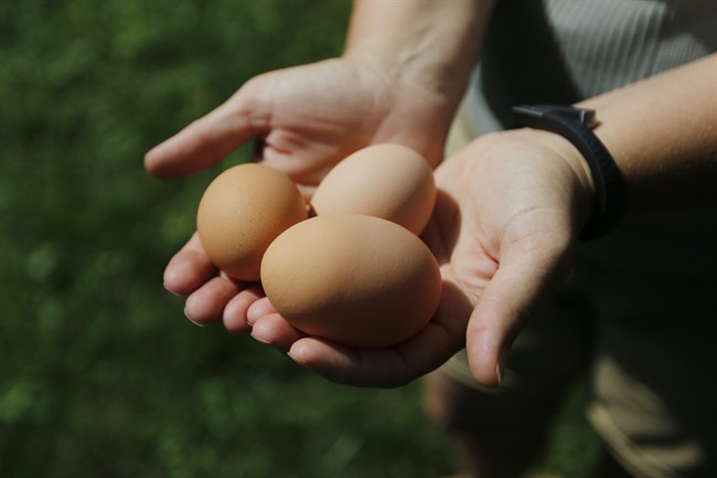 Police in Lindsay, Ont., are investigating the theft of eight chickens from a residence on July 27, 2022.