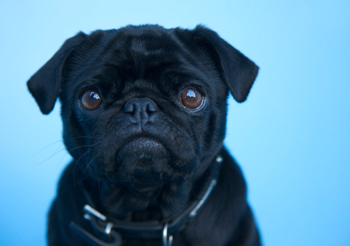 According to researchers from Northeastern University in Boston, people show more empathy for abused children, puppies and dogs than they did for ill-treated adults.
