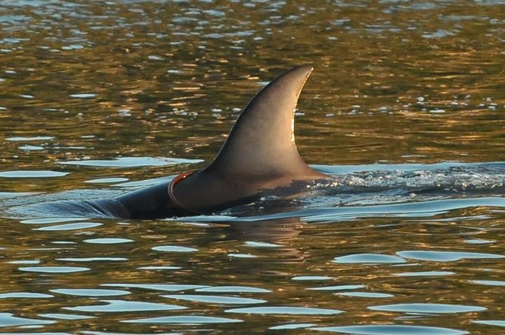 The markings on Sam’s fin.Credit: Vancouver Aquarium