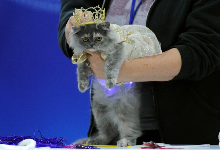 This cat and its fancy crown: