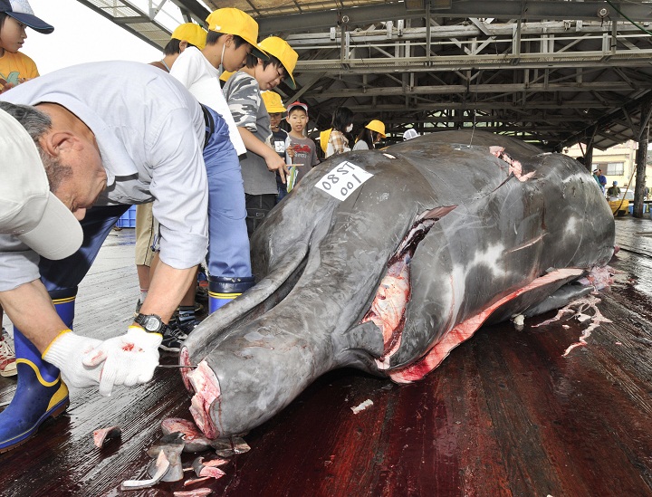 Fishermen slaughter a 10m-long bottlenose whale at the Wada port in Minami-Boso city, Chiba prefecture, east of Tokyo June 25, 2008 for the first whale hunt in this region. Wada does not take part in 'research' catches but instead is one of four Japanese towns that openly kill whales for commercial sale, a practice allowed as the species they target are not protected by the IWC.