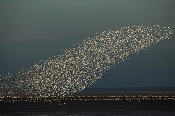 Waders flock together seeking new feeding grounds during the incoming tide at the RSPB’s Snettisham Nature reserve on September 09, 2013 in Snettisham, England. (Photo credit: Getty Images). View the gallery here.