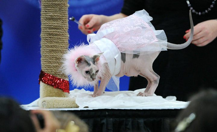 This cat with its tutu: