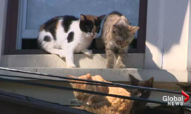 Pierre Filiatreault, also known as the Catman, has special permission from the Defence Department to maintain several cat shelters at the yard
