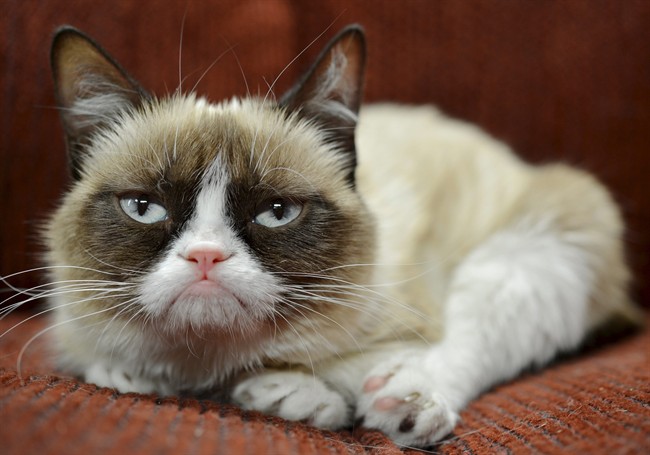 Cheer up Tardar Sauce, you're rich! Grumpy Cat, the frown-faced Internet sensation, has made nearly $100 million for its owner in just two years.
