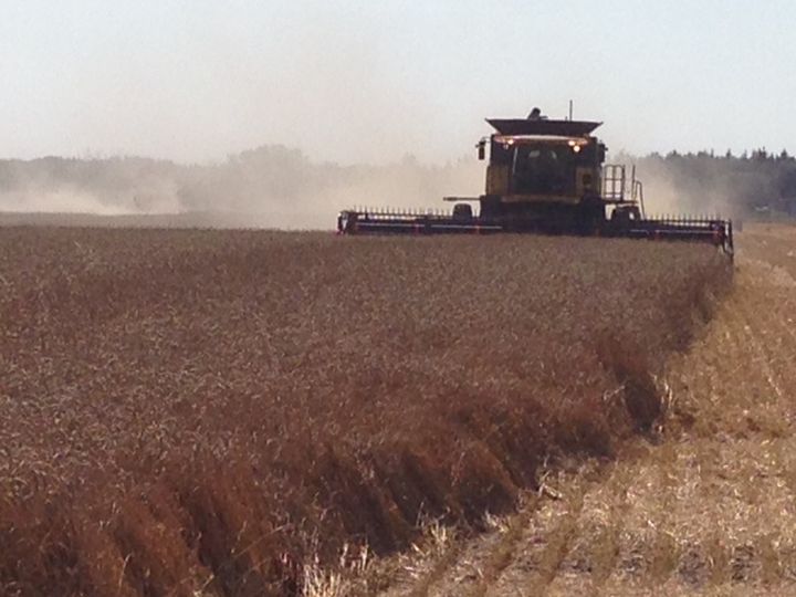 Frost, cool weather and rain delay the 2014 Saskatchewan harvest, pushing it behind the five-year average.