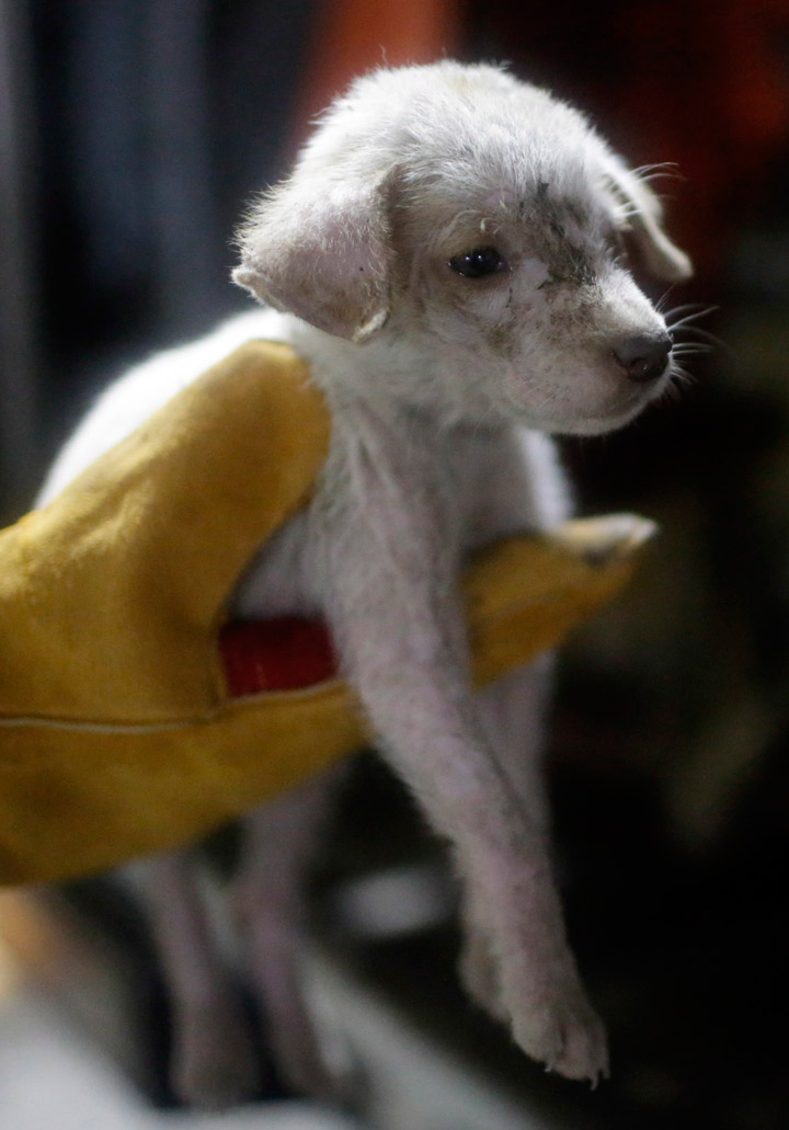 In this image released on Wednesday, Sept. 11, 2013, a puppy was one of 11 dogs rescued by Manila police and animal welfare groups in the latest enforcement effort aimed at cracking down on the illegal dog meat trade in the Philippines.  (Photo credit: AP Photo)