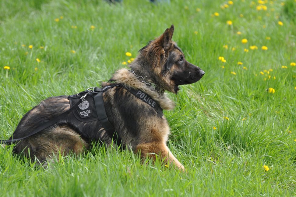 Edmonton Police Canine Unit fetes fallen dog Quanto - image