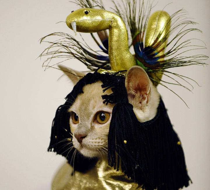 Peanutter the cat dressed up as Cleopatra. Sassy. (Photo credit: TIMOTHY A. CLARY/AFP/Getty Images)